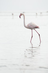 Flamingo at the Walvis Bay wetland