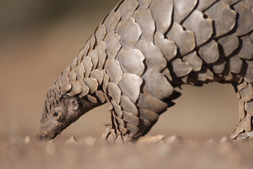 Pangolin searching for ants