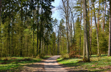 Fototapeta premium spring in forest with dirt road