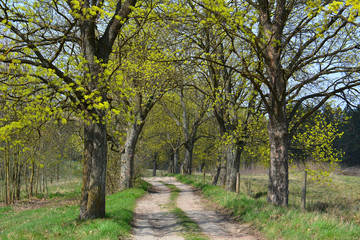 Spring dirt road with green trees