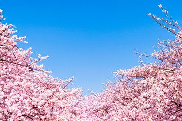 rosa Kirschblüten vor blauem Himmel als Hintergrund 