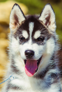 Portrait of a Siberian Husky puppy closeup. puppy Walk