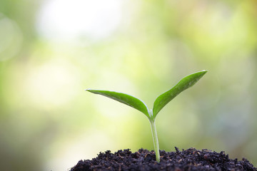 Growing plants 