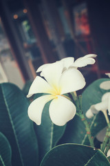 White frangipani flower on tree