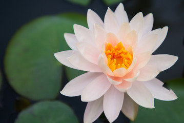 A beautiful pink waterlily or lotus flower in pond