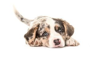 Cute welsh corgi puppy dog lying down and wagging its tail isolated on a white background