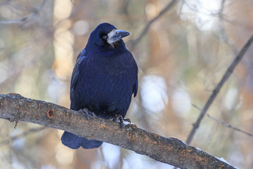 Black rook on a branch