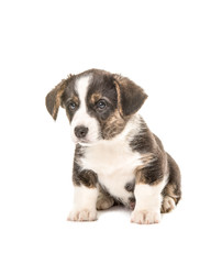 Cute sitting welsh corgi puppy dog looking up isolated on a white background