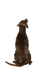 Brown labrador sitting and looking up seen on its back isolated on a white background