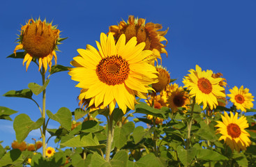 Sunflower on the field