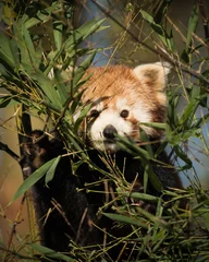 Crédence de cuisine en verre imprimé Panda Cute red panda behind bamboo bushes eating and facing the camera