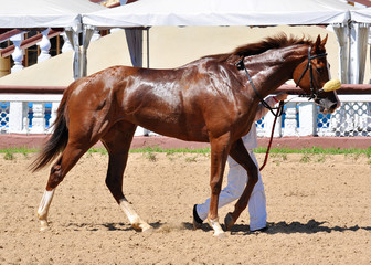 Obraz premium Thoroughbred red horse on awarding after a race
