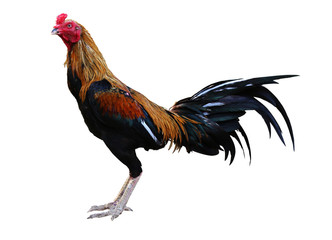 chicken isolated on a white background