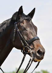 Portrait of sport horse