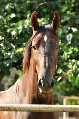 Portrain red horse on green background