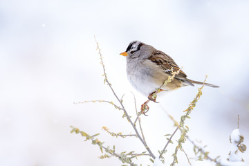 White Crowned Sparrow