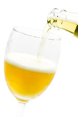 fresh bier in tulip on white background