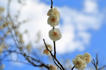 Plum blossom. It is famous as a flower to inform the coming of spring in Japan.