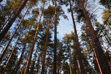 forest, pine, snow, trails