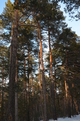 Fototapeta premium forest, pine, snow, trails
