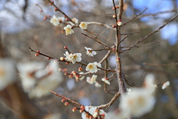 Plum blossom. It is famous as a flower to inform the coming of spring in Japan.