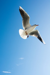 Seagull  in sky
