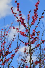 Plum blossom.It is famous as a flower to inform the coming of spring in Japan.