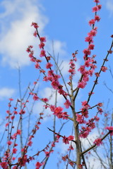 Plum blossom.It is famous as a flower to inform the coming of spring in Japan.