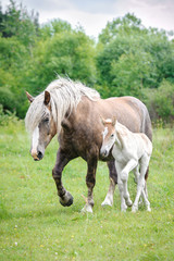 Fototapeta premium Lithuanian heavy horse with a foal on the pasture in summer
