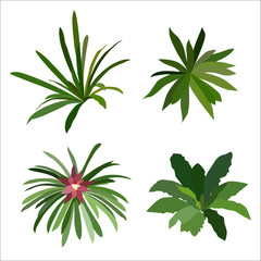 Fototapeta na wymiar collection of green plants, bromeliad, vector illustration