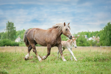 Obraz premium Lithuanian heavy horse with a foal running on the field in summer