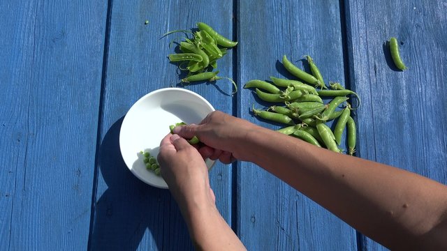 Woman hands pod shell hull husk green pea in white dish on blue wooden table background. Static closeup shot. 4K
