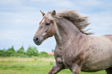 Obraz na płótnie Canvas Portrait of beautiful running lithuanian heavy horse