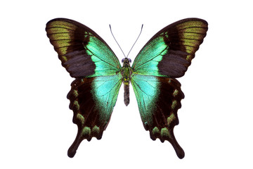 Obraz premium Piękny kolorowy motyl ogoniasty na białym tle