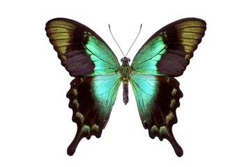 Afwasbaar Fotobehang Vlinder Mooie kleurrijke staart vlinder geïsoleerd op white