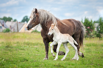Naklejka na ściany i meble Lithuanian heavy horse with a foal running on the field in summer