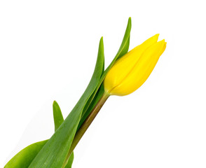 yellow tulip on a white background