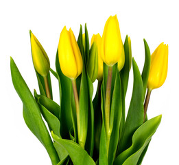 yellow tulips on a white background!