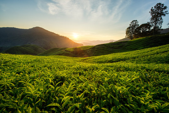 Tea plantation in Cameron highlands, Malaysia