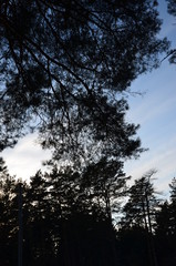 skier, forest, pine trees, snow, trails