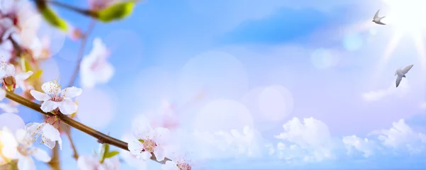 Photo sur Plexiglas Printemps art Spring blossom background