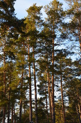 skier, forest, pine trees, snow, trails