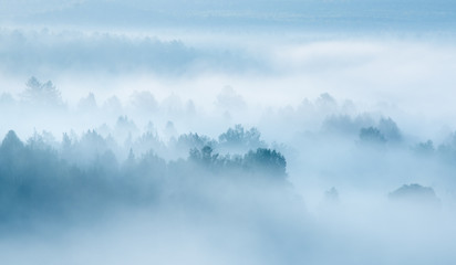Naklejka premium heavy fog in the forest view from above