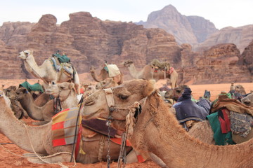 Fototapeta premium Egyptian Camel 8