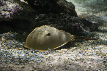 Triops