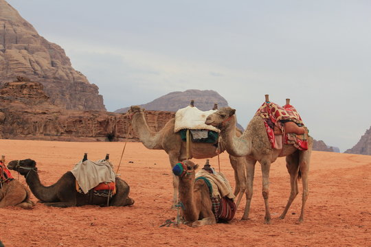 Egyptian Camel 9