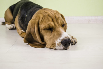 sad beagle dog on the floor