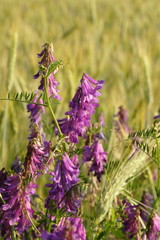 beautiful flower on the meadow