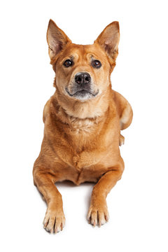 Attentive Carolina Dog Laying Over White