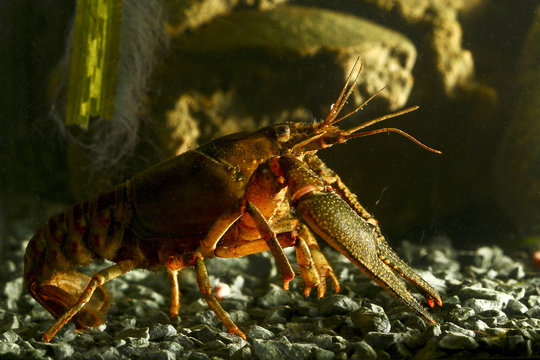 Lobster like freshwater Eastern crayfish